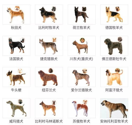 代表建议统一公布全国禁养犬名录 代表建议统一公布全国禁养犬名录