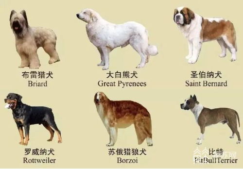 代表建议统一公布全国禁养犬名录 代表建议统一公布全国禁养犬名录