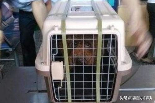 猫咪汽车托运多少钱