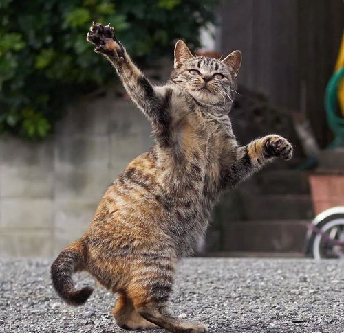 华为手机怎么画猫 华为手机怎么画猫