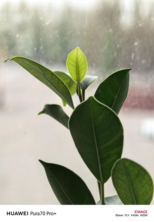 华为手机叶子怎么拍
