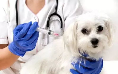 医生解读被蜈蚣咬了该不该打狂犬疫苗