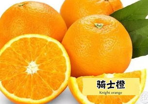 哈尔滨“全城追菠萝蜜”