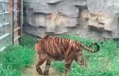 老虎瘦成纸片还吃草 园方回应