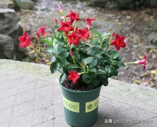 破冰游戏室内游戏攻略图 VS 动物之心游戏攻略