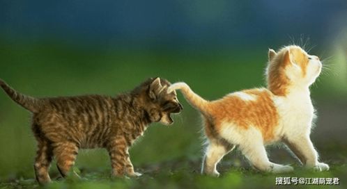 猫咪游戏宠物游戏攻略 VS 快来躺平游戏攻略